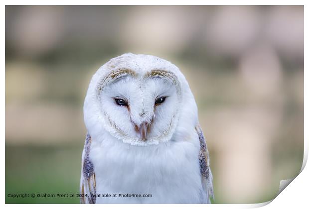 Barn Owl Print by Graham Prentice