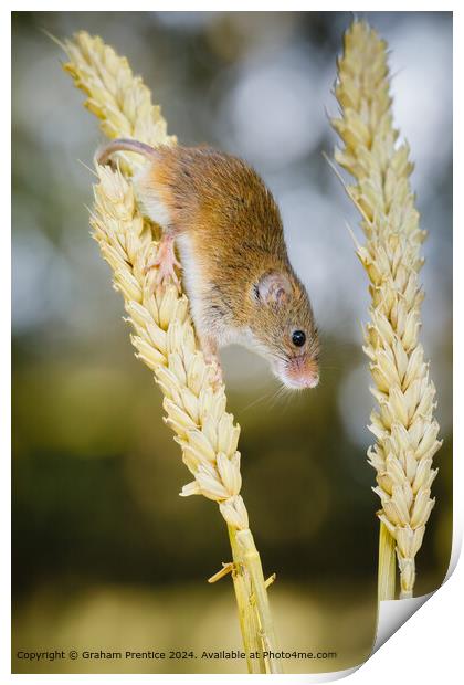 Eurasian Harvest Mouse Print by Graham Prentice