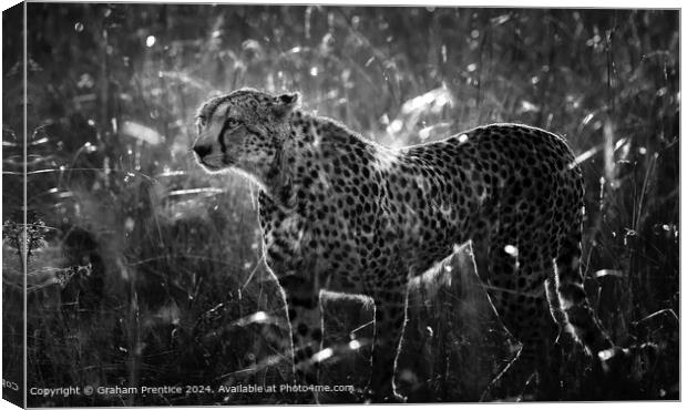 Cheetah at Dawn Canvas Print by Graham Prentice