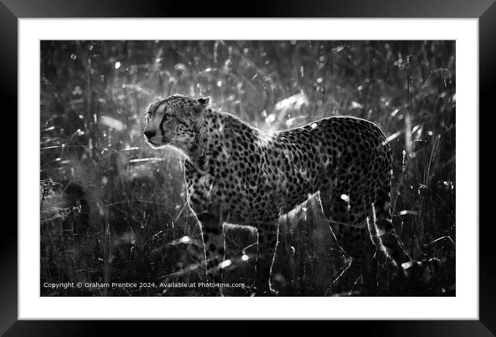 Cheetah at Dawn Framed Mounted Print by Graham Prentice