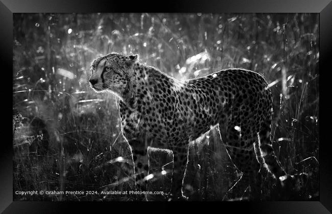 Cheetah at Dawn Framed Print by Graham Prentice