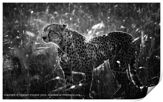 Cheetah at Dawn Print by Graham Prentice