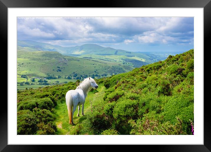  Wild Carneddau Pony in North Wales Landscape Framed Mounted Print by Pearl Bucknall