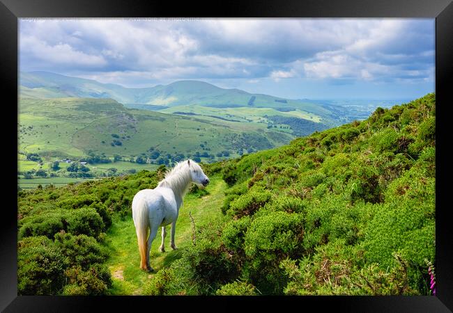  Wild Carneddau Pony in North Wales Landscape Framed Print by Pearl Bucknall