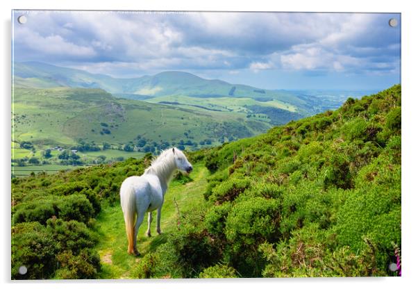  Wild Carneddau Pony in North Wales Landscape Acrylic by Pearl Bucknall