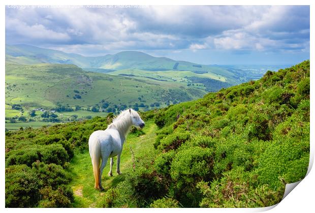  Wild Carneddau Pony in North Wales Landscape Print by Pearl Bucknall