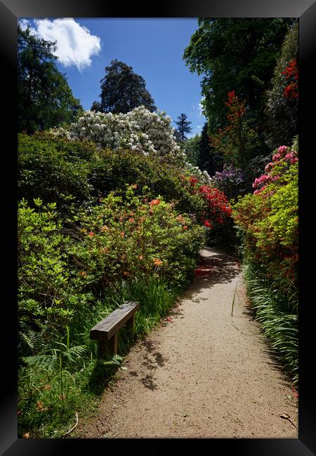 Rhododendron and Azalea Garden Landscape Framed Print by John Gilham
