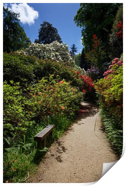 Rhododendron and Azalea Garden Landscape Print by John Gilham