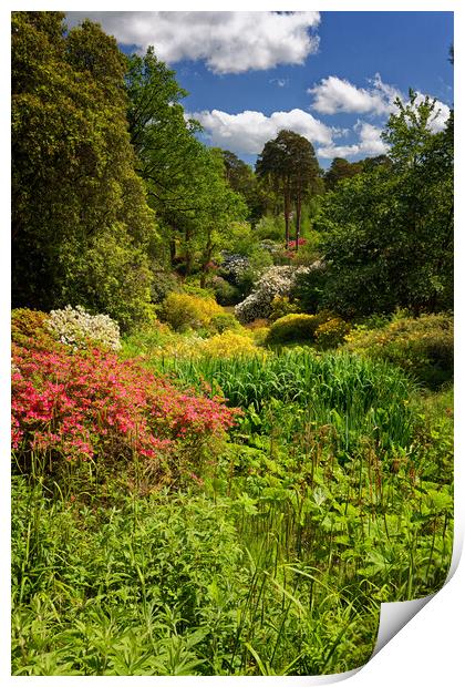 Vibrant English Garden Nature Print by John Gilham