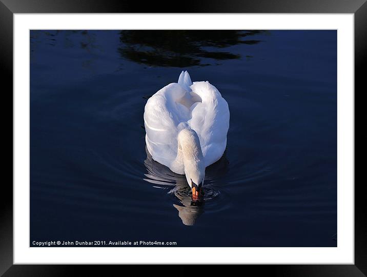 Peaceful White Swan Framed Mounted Print by John Dunbar
