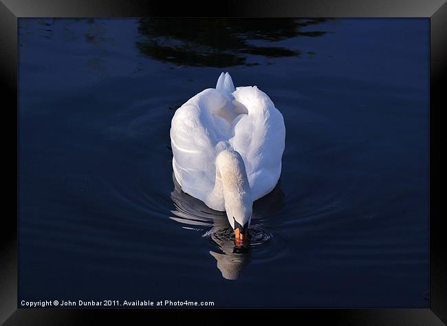 Peaceful White Swan Framed Print by John Dunbar