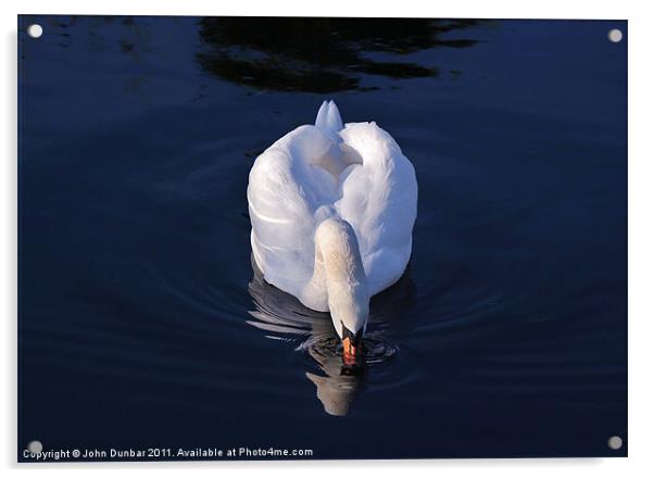 Peaceful White Swan Acrylic by John Dunbar