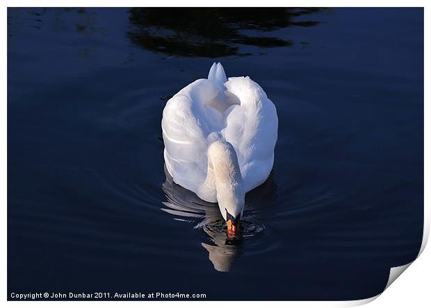 Peaceful White Swan Print by John Dunbar