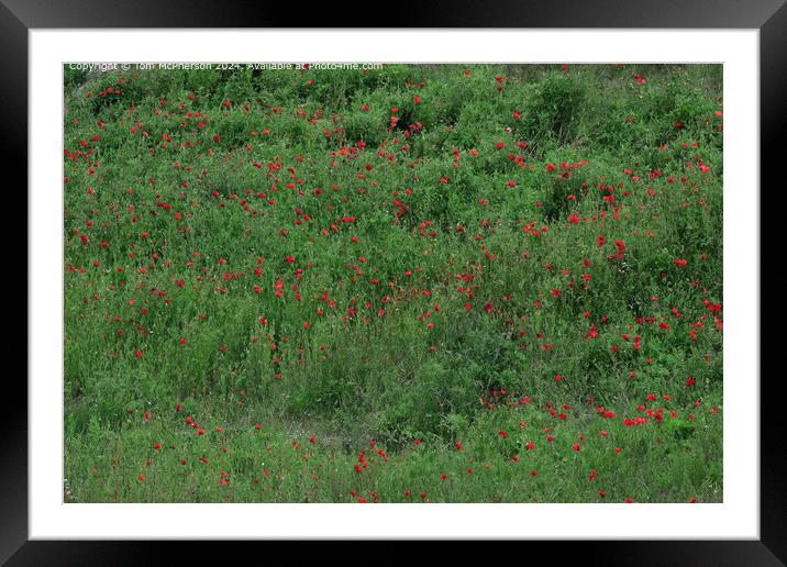 Red Poppy Field Scotland Framed Mounted Print by Tom McPherson