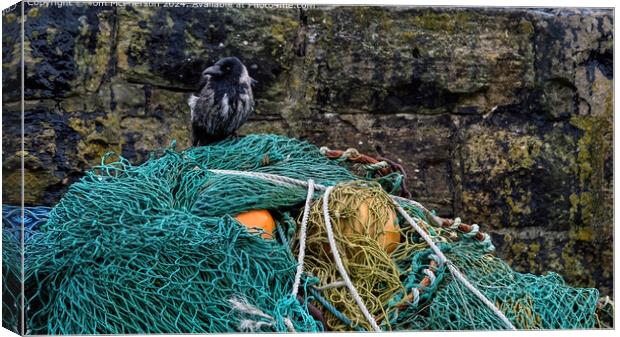Jackdaw on nets in Harbour Canvas Print by Tom McPherson