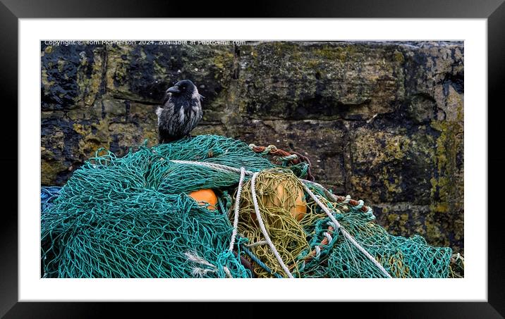 Jackdaw on nets in Harbour Framed Mounted Print by Tom McPherson