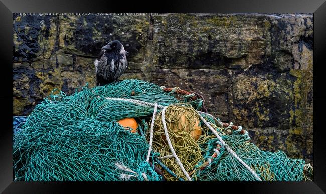 Jackdaw on nets in Harbour Framed Print by Tom McPherson