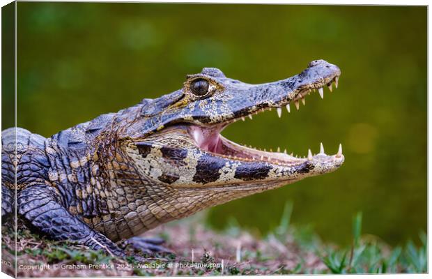 Yacare Caiman Canvas Print by Graham Prentice