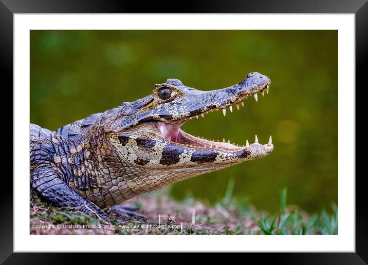 Yacare Caiman Framed Mounted Print by Graham Prentice