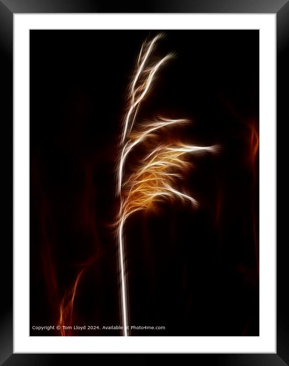Isolated Grass Stem Abstract Framed Mounted Print by Tom Lloyd