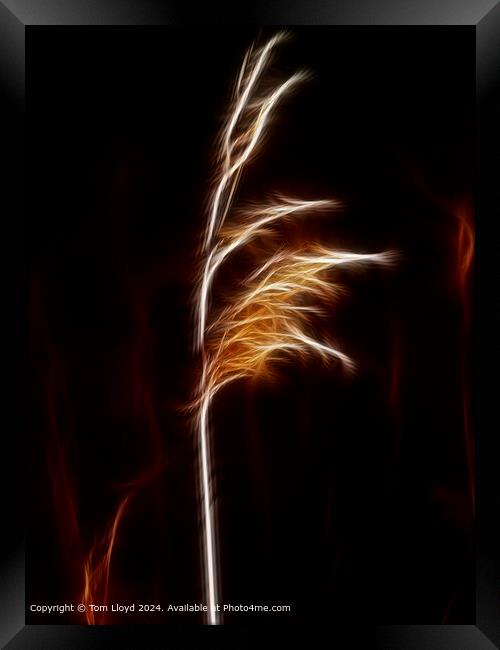 Isolated Grass Stem Abstract Framed Print by Tom Lloyd