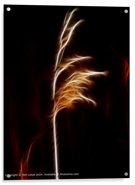 Isolated Grass Stem Abstract Acrylic by Tom Lloyd