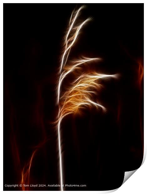 Isolated Grass Stem Abstract Print by Tom Lloyd