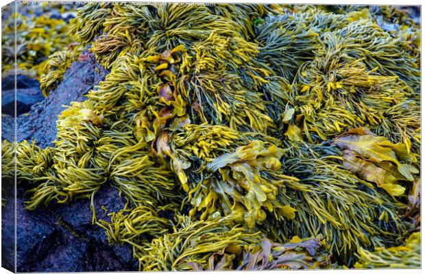 Coastal Seaweed Reef Pile Canvas Print by Tom McPherson
