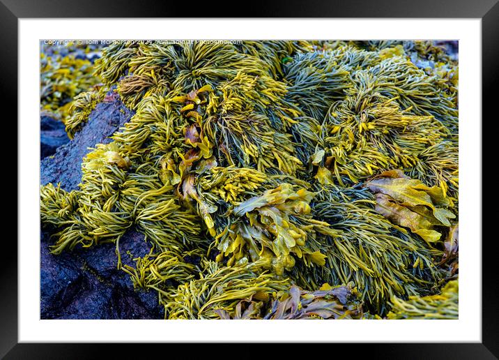 Coastal Seaweed Reef Pile Framed Mounted Print by Tom McPherson