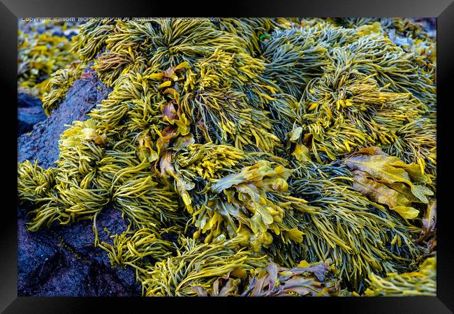 Coastal Seaweed Reef Pile Framed Print by Tom McPherson