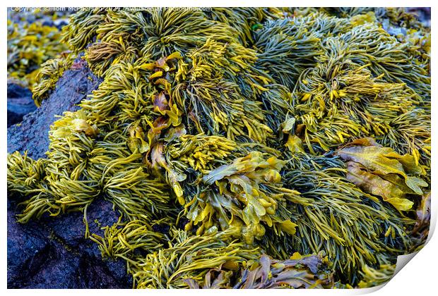 Coastal Seaweed Reef Pile Print by Tom McPherson