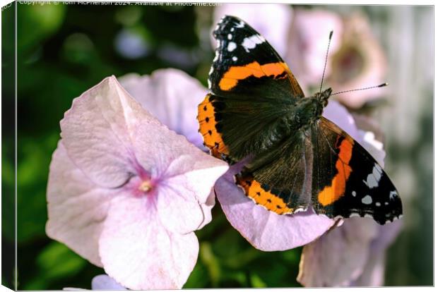 Red Admiral Butterfly: Colourful Insects Canvas Print by Tom McPherson