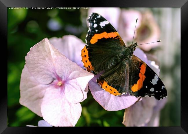 Red Admiral Butterfly: Colourful Insects Framed Print by Tom McPherson