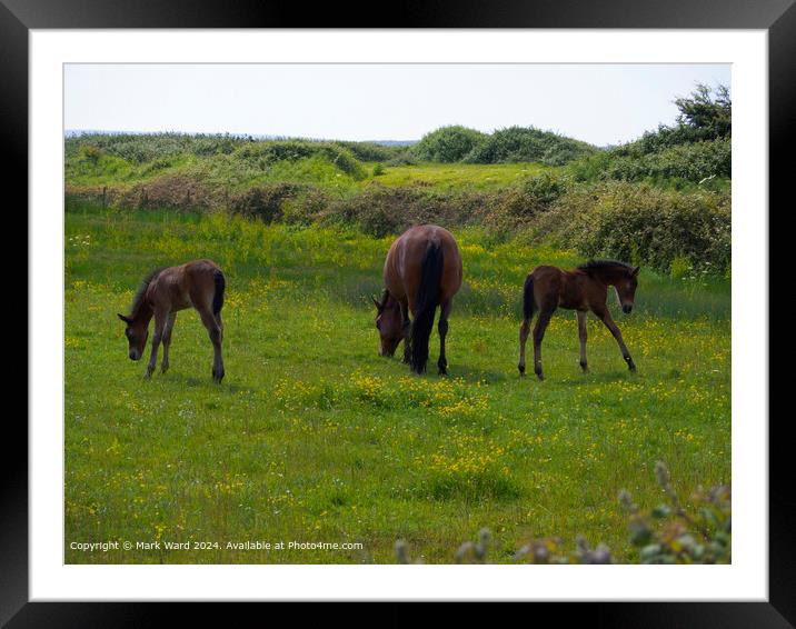 New Forest Ponies Foals Grazing Framed Mounted Print by Mark Ward