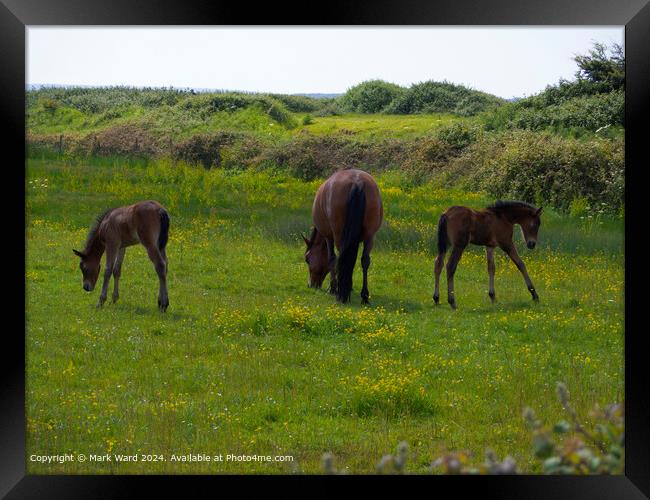 New Forest Ponies Foals Grazing Framed Print by Mark Ward
