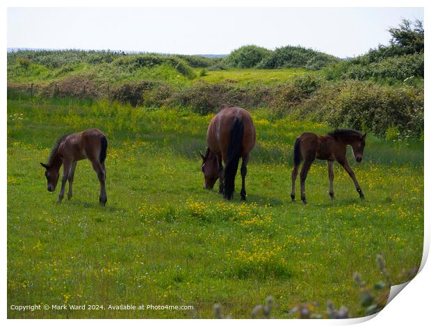 New Forest Ponies Foals Grazing Print by Mark Ward