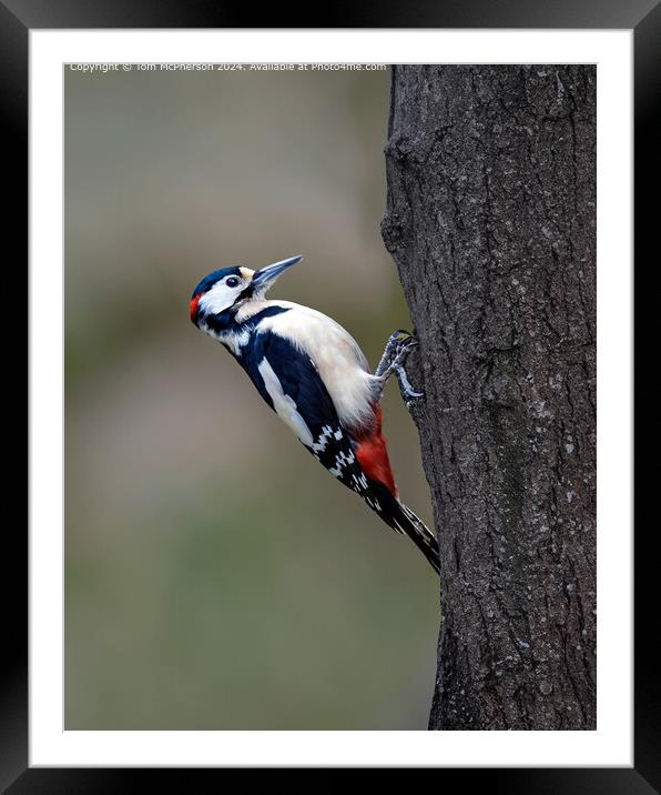 Great Spotted Woodpecker  Framed Mounted Print by Tom McPherson