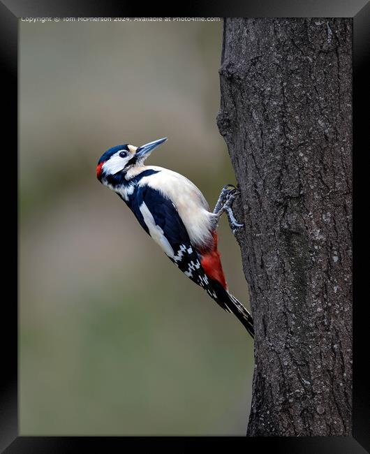 Great Spotted Woodpecker  Framed Print by Tom McPherson