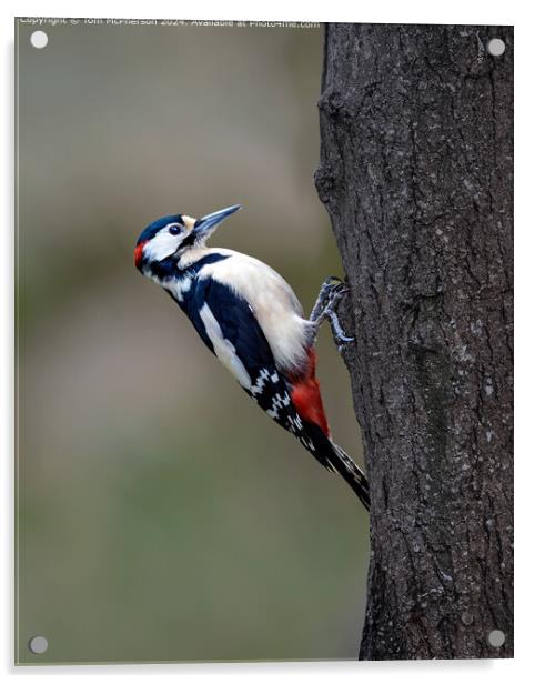 Great Spotted Woodpecker  Acrylic by Tom McPherson