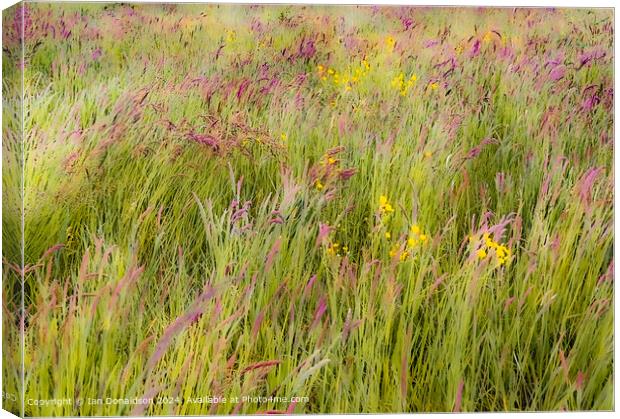 Meadow Grasses Canvas Print by Ian Donaldson