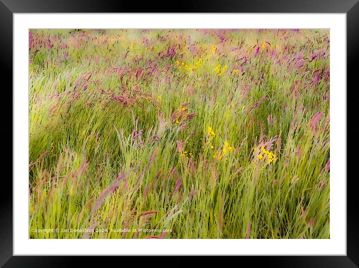 Meadow Grasses Framed Mounted Print by Ian Donaldson