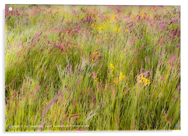 Meadow Grasses Acrylic by Ian Donaldson