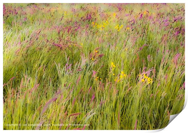 Meadow Grasses Print by Ian Donaldson