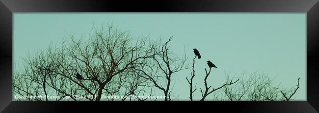 Home to roost Framed Print by Sharon Lisa Clarke