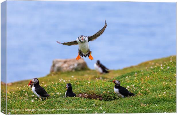 Puffin with Sand Eels Canvas Print by Graham Prentice