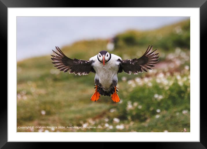 Atlantic Puffin in Flight Framed Mounted Print by Graham Prentice