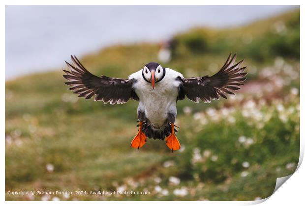 Atlantic Puffin in Flight Print by Graham Prentice