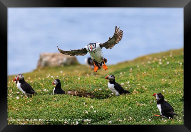 Skomer Puffin Landing Framed Print by Graham Prentice