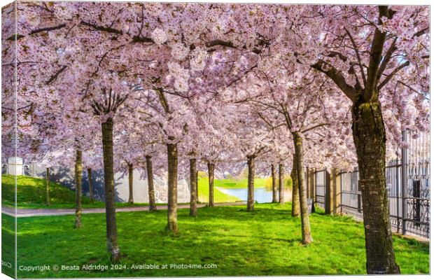 Cherry Blossom Trees, Langelinie Park Canvas Print by Beata Aldridge