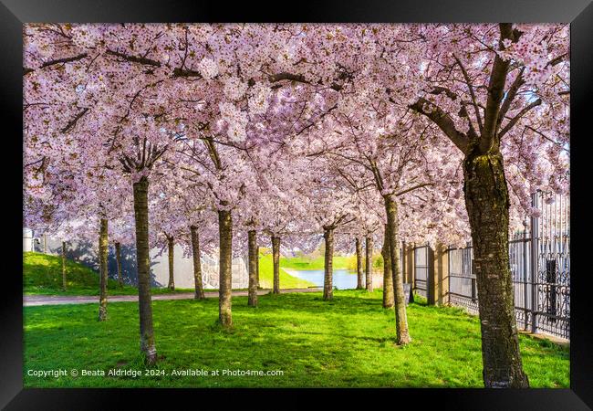 Cherry Blossom Trees, Langelinie Park Framed Print by Beata Aldridge